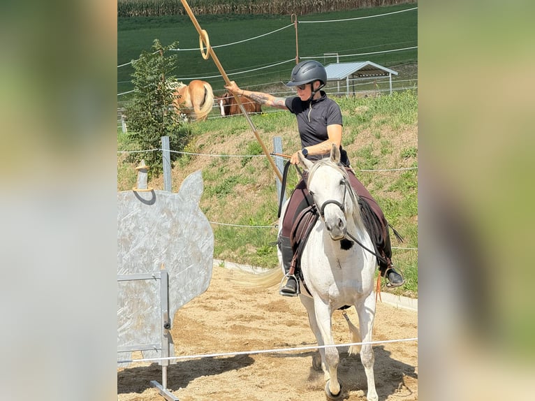 Quarab Mare 12 years 14.1 hh Grey in Aurolzmünster