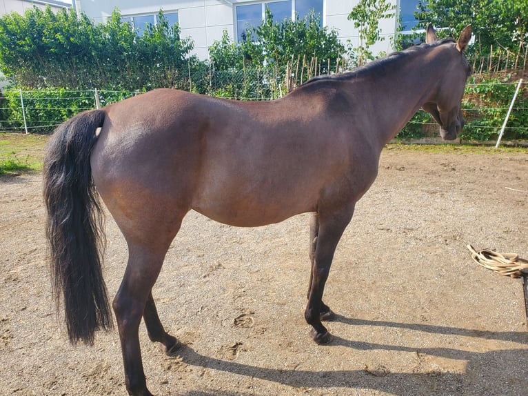 Quarab Mare 14 years 14,2 hh Grullo in K&#xF6;nigsbrunn