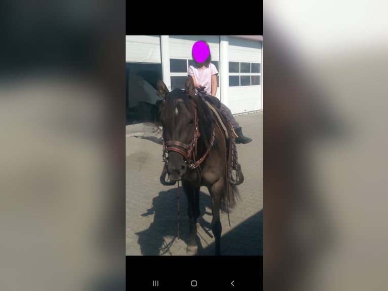 Quarab Mare 14 years 14,2 hh Grullo in K&#xF6;nigsbrunn