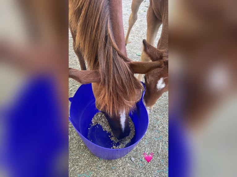 Quarab Mare 15 years 14,2 hh Chestnut-Red in Bergamo
