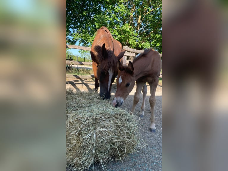 Quarab Mare 15 years 14,2 hh Chestnut-Red in Bergamo