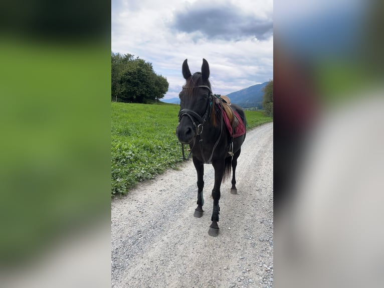 Quarab Mare 16 years 15,2 hh Smoky-Black in Bozen