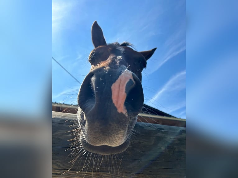 Quarab Mare 16 years 15 hh Brown in Leonstein