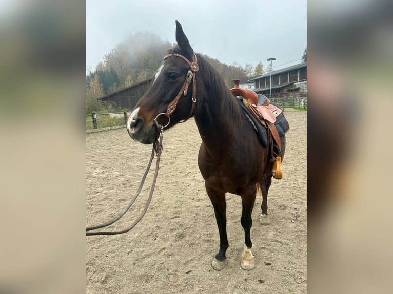 Quarab Mare 16 years 15 hh Brown in Leonstein