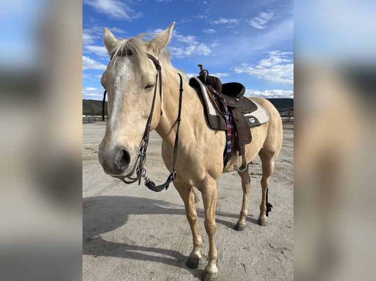 Quarab Mare 17 years 15 hh Palomino in Emmett,ID