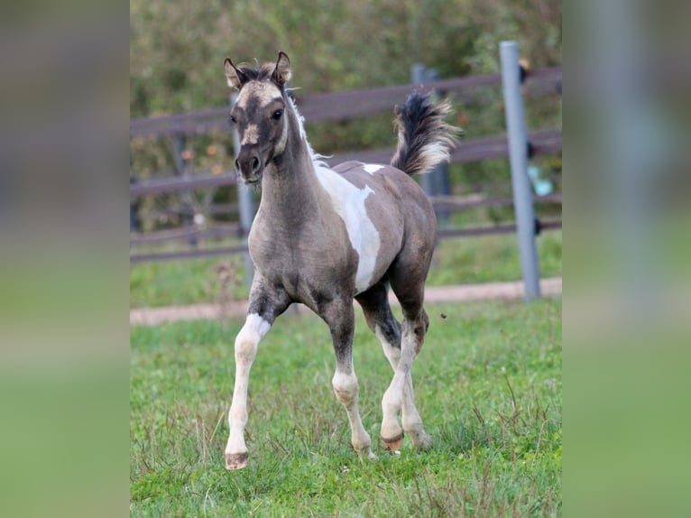 Quarab Mare 1 year 15,1 hh Grullo in Pastetten