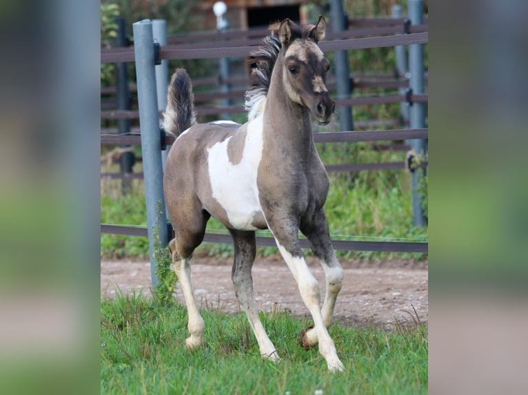 Quarab Mare 1 year 15,1 hh Grullo in Pastetten