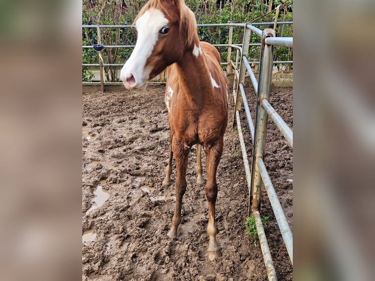 Quarab Mare 1 year 16 hh Chestnut-Red in Palermo