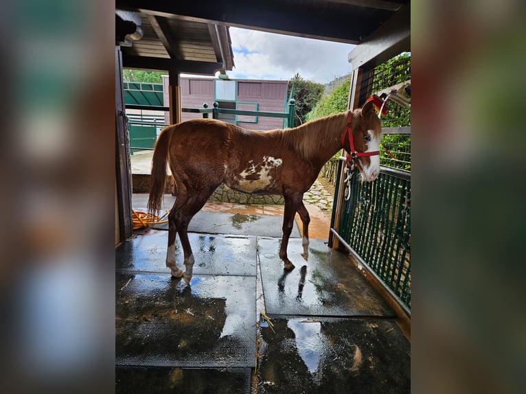 Quarab Mare 1 year 16 hh Chestnut-Red in Palermo