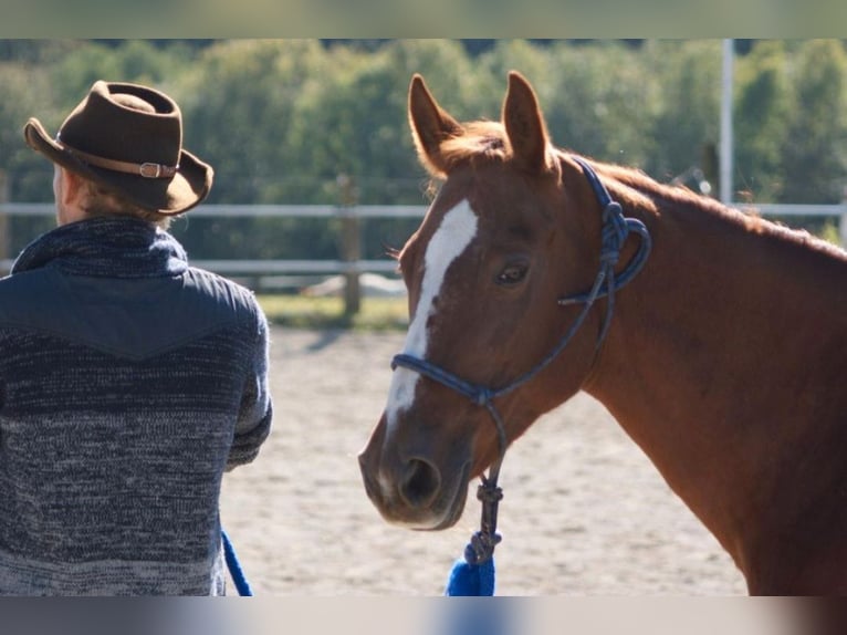 Quarab Mare 24 years 14,2 hh Chestnut-Red in Frauenneuharting