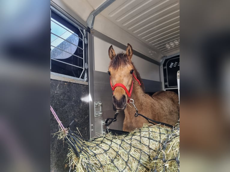 Quarab Mare 3 years 13.2 hh Buckskin in Arnhem