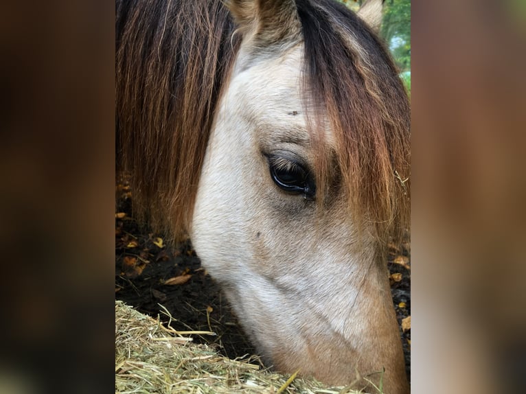 Quarab Mare 3 years 13.2 hh Buckskin in Arnhem