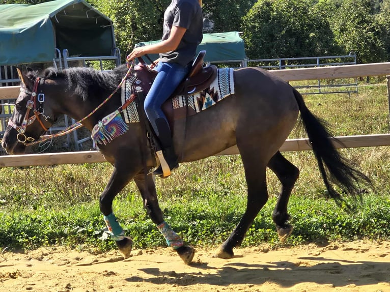 Quarab Mix Mare 4 years 14,3 hh Grullo in Linkenbach