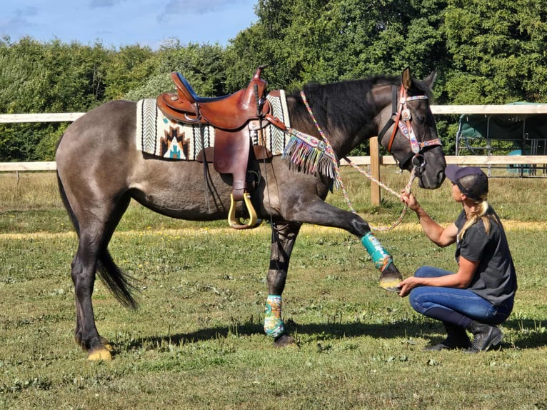 Quarab Mix Mare 4 years 14,3 hh Grullo in Linkenbach