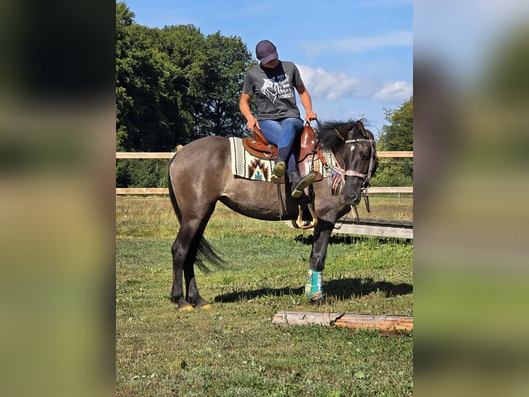 Quarab Mix Mare 4 years 14,3 hh Grullo in Linkenbach