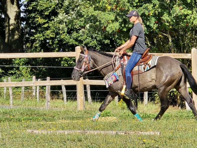 Quarab Mix Mare 4 years 14,3 hh Grullo in Linkenbach