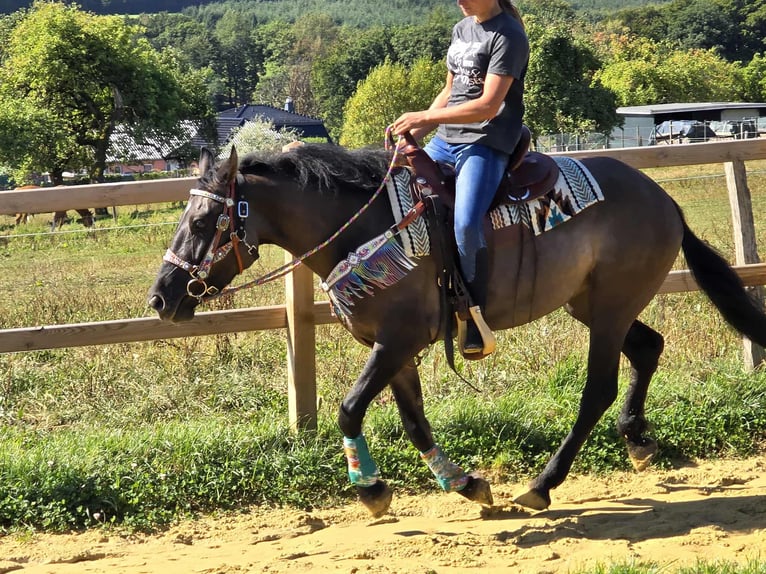 Quarab Mix Mare 4 years 14,3 hh Grullo in Linkenbach