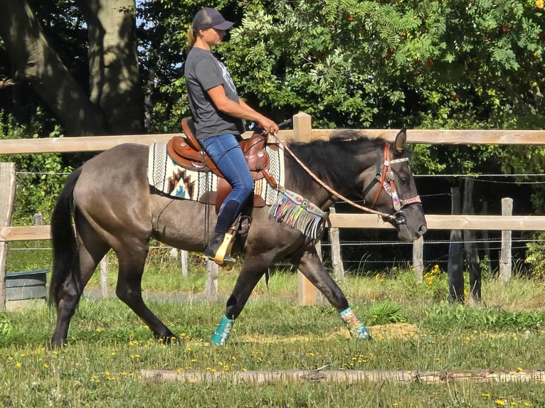Quarab Mix Mare 4 years 14,3 hh Grullo in Linkenbach