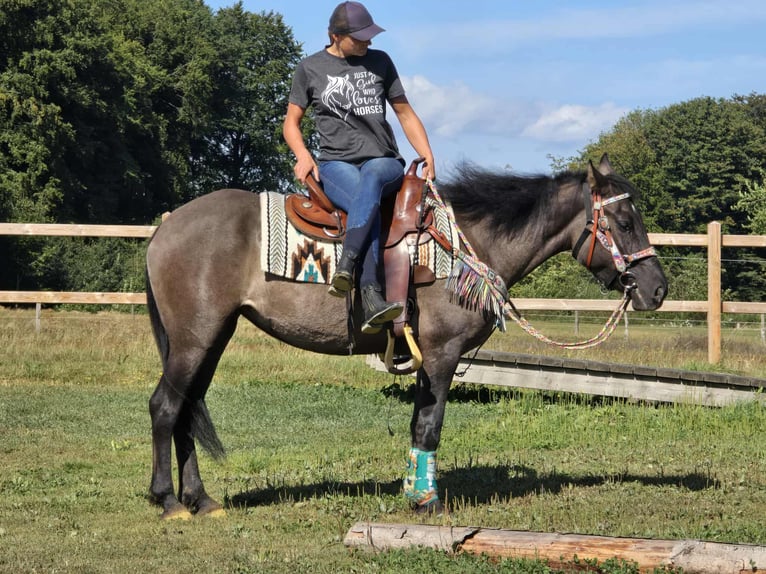 Quarab Mix Mare 4 years 14,3 hh Grullo in Linkenbach