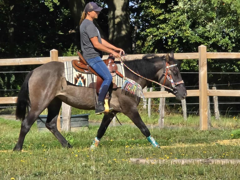 Quarab Mix Mare 4 years 14,3 hh Grullo in Linkenbach