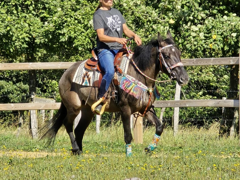 Quarab Mix Mare 4 years 14,3 hh Grullo in Linkenbach