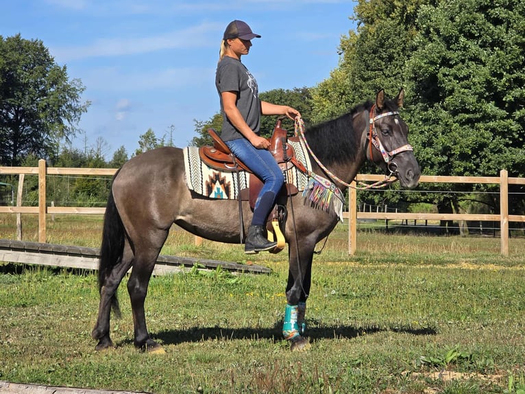 Quarab Mix Mare 4 years 14,3 hh Grullo in Linkenbach
