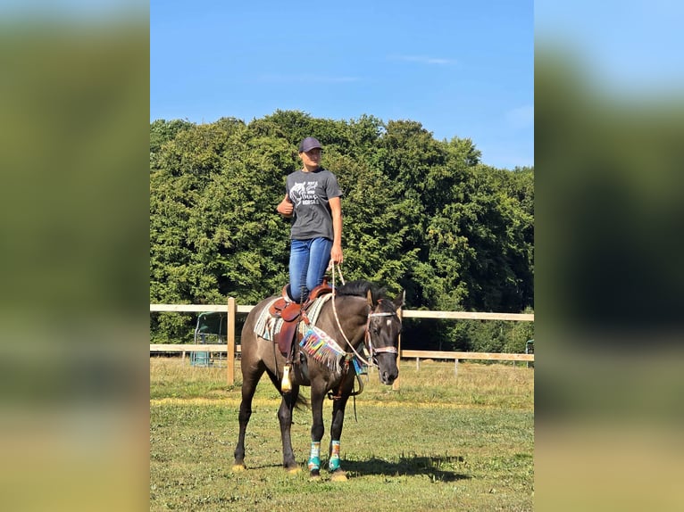 Quarab Mix Mare 4 years 14,3 hh Grullo in Linkenbach