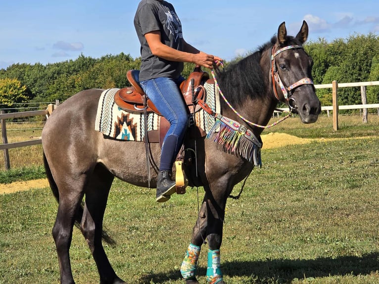 Quarab Mix Mare 4 years 14,3 hh Grullo in Linkenbach
