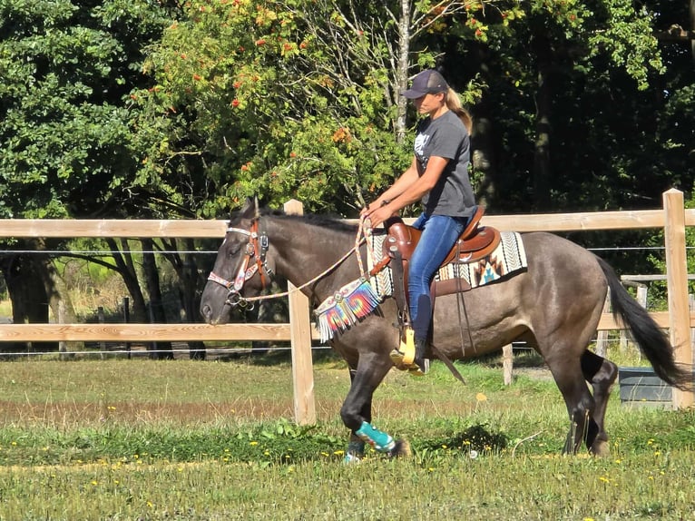 Quarab Mix Mare 4 years 14,3 hh Grullo in Linkenbach