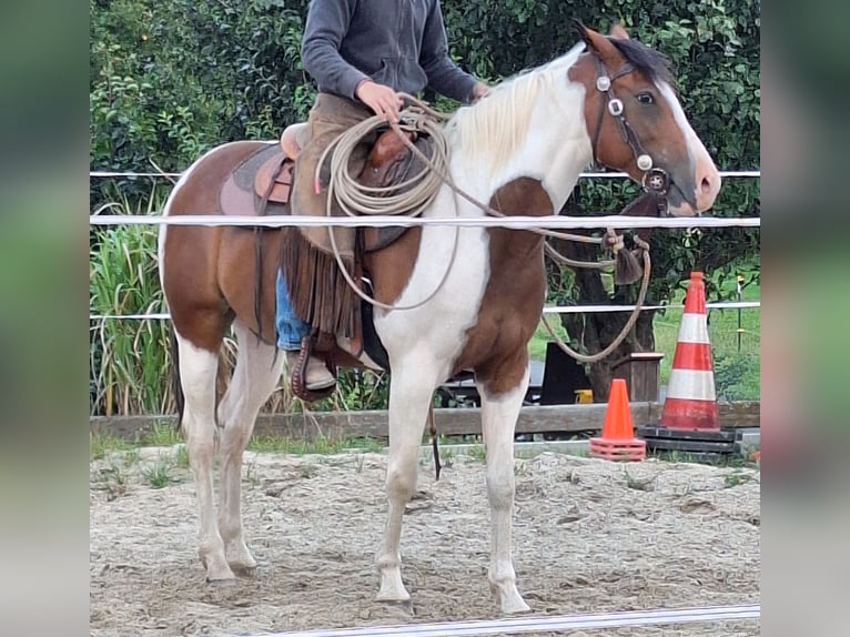 Quarab Mare 5 years 15,1 hh Pinto in Petersberg