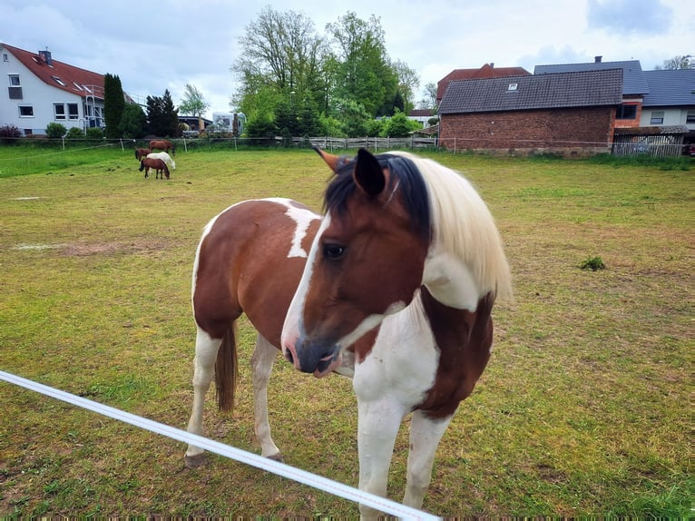 Quarab Mare 5 years 15,1 hh Pinto in Petersberg