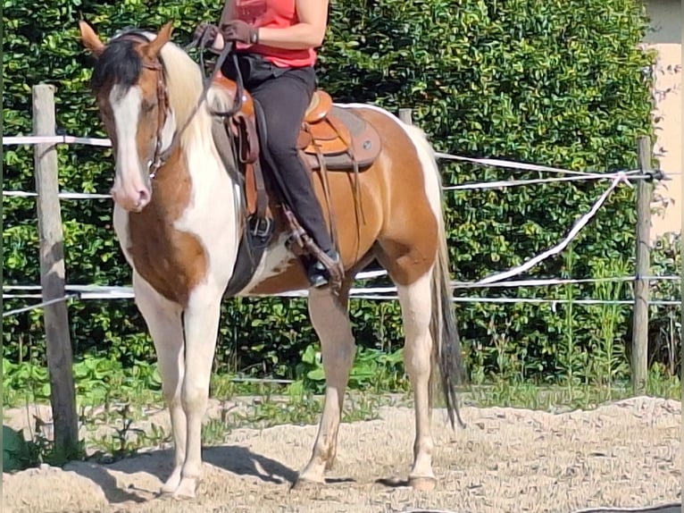 Quarab Mare 5 years 15,1 hh Pinto in Petersberg