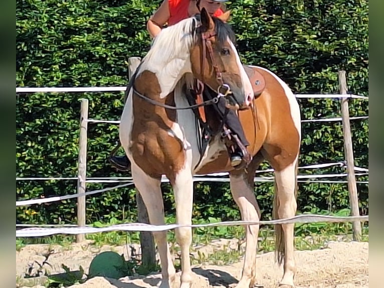 Quarab Mare 5 years 15,1 hh Pinto in Petersberg