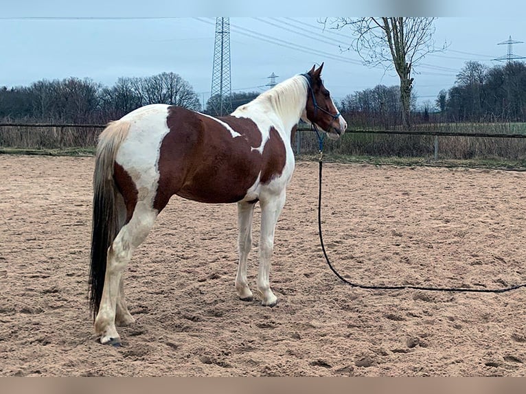 Quarab Mare 5 years 15,1 hh Pinto in Petersberg