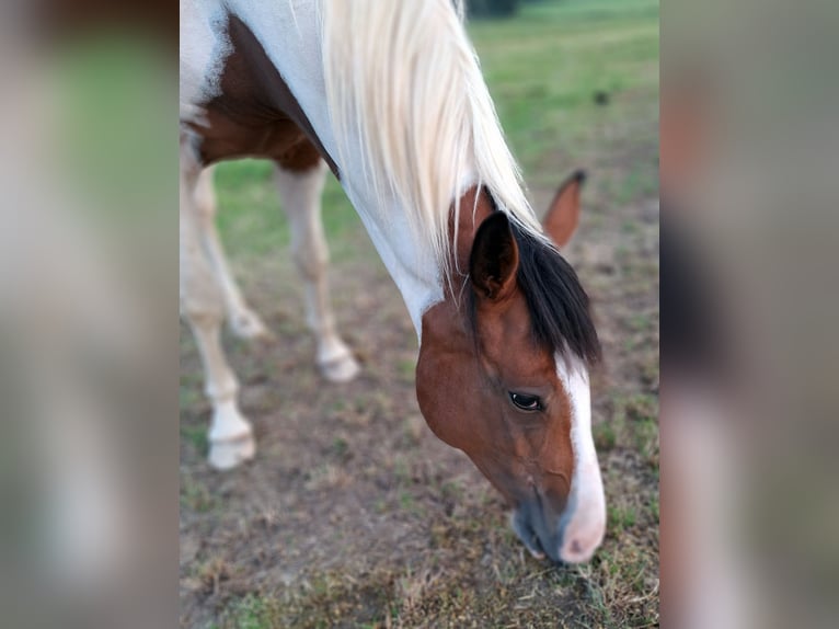 Quarab Mare 5 years 15,1 hh Pinto in Petersberg