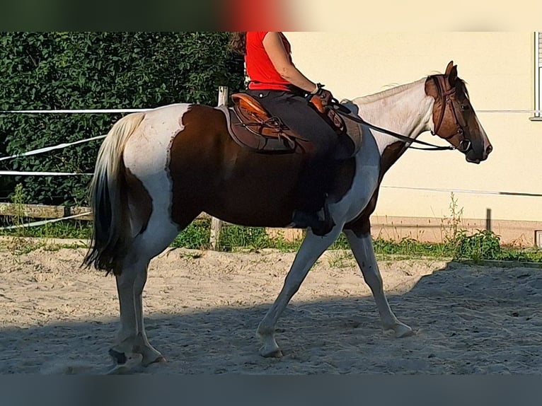 Quarab Mare 5 years 15,1 hh Pinto in Petersberg