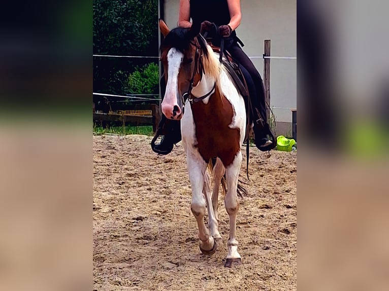 Quarab Mare 5 years 15,1 hh Pinto in Petersberg