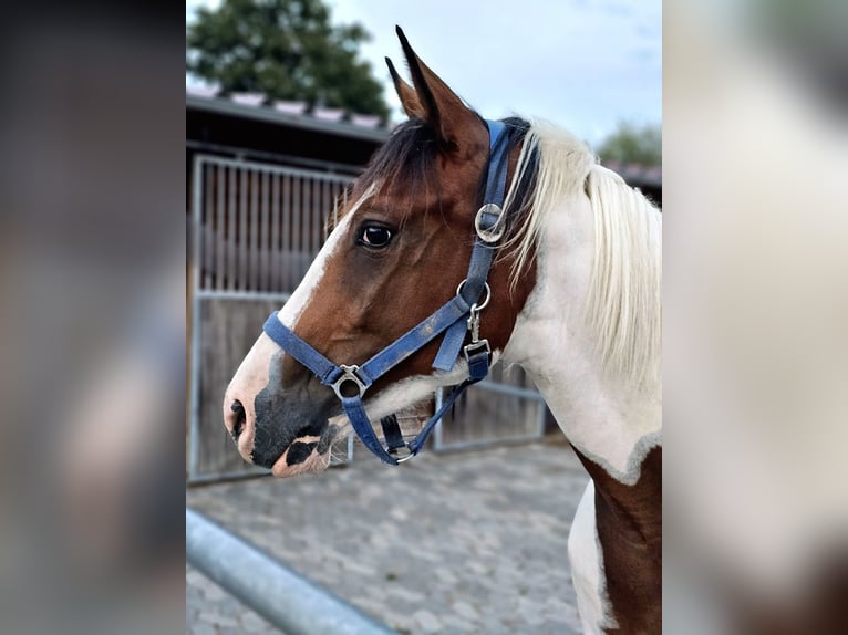 Quarab Mare 5 years 15 hh Pinto in Petersberg