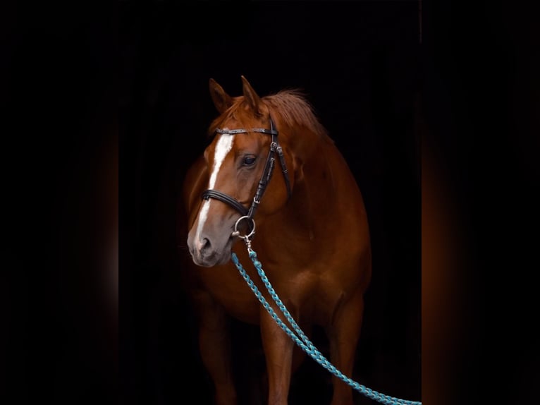 Quarab Mix Mare 9 years 15 hh Chestnut-Red in Wenden