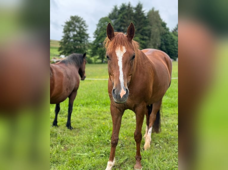 Quarab Mix Mare 9 years 15 hh Chestnut-Red in Wenden