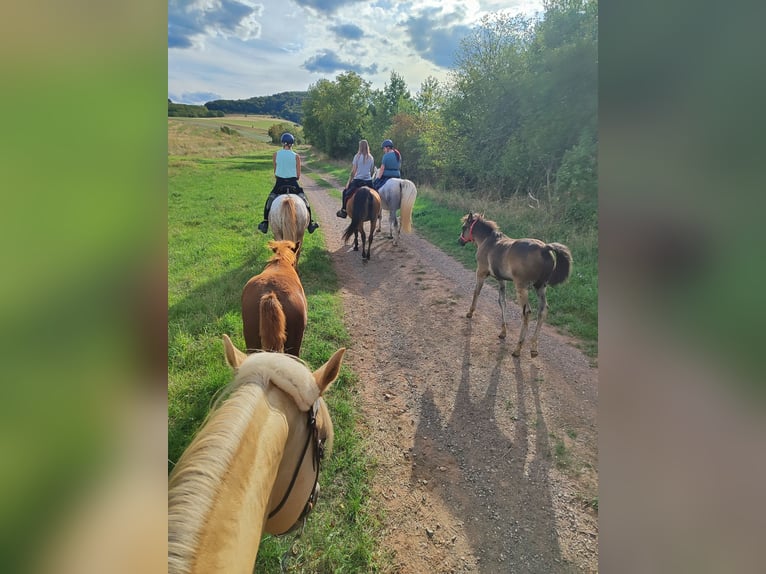 Quarab Mare Foal (05/2026) 14.3 hh Grullo in Hundsbach
