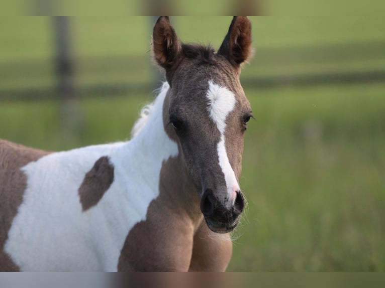 Quarab Mare Foal (06/2025) 14,3 hh in Pastetten
