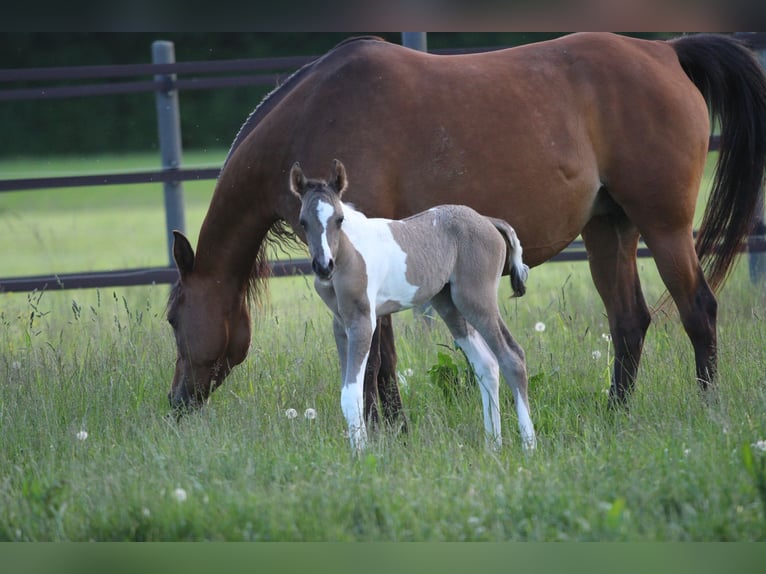 Quarab Mare Foal (06/2025) 14,3 hh in Pastetten