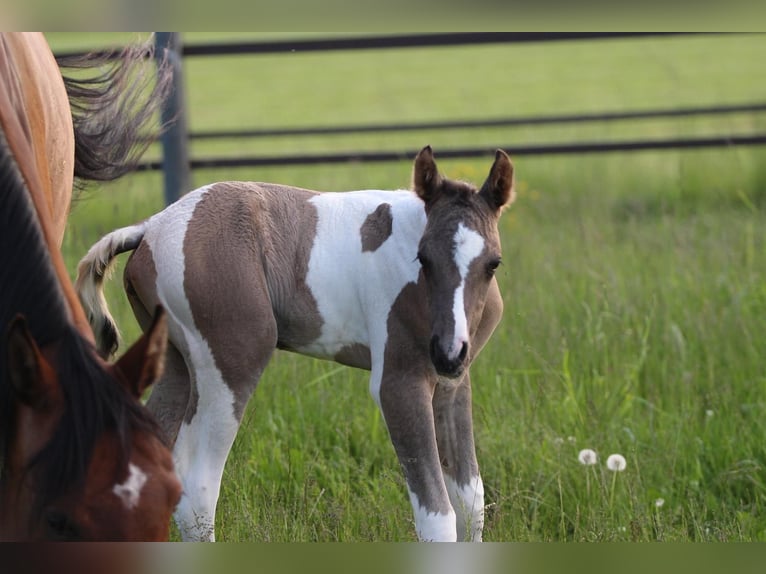 Quarab Mare Foal (06/2025) 14,3 hh in Pastetten
