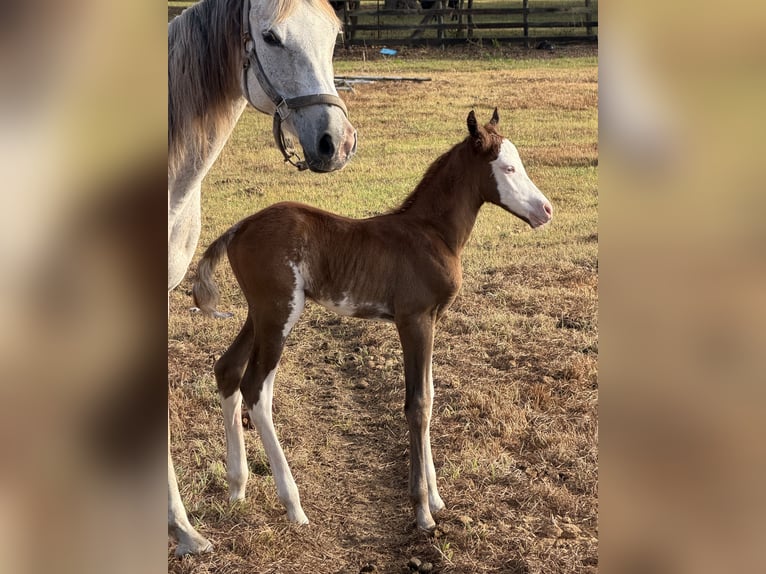 Quarab Mare Foal (03/2026) Tobiano-all-colors in Morriston
