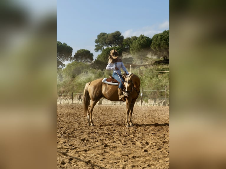 Quarab Merrie 11 Jaar 160 cm Palomino in Seva (Barcelona)