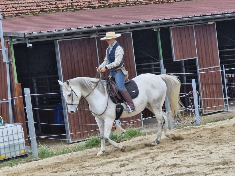 Quarab Merrie 12 Jaar 147 cm Schimmel in Aurolzmünster