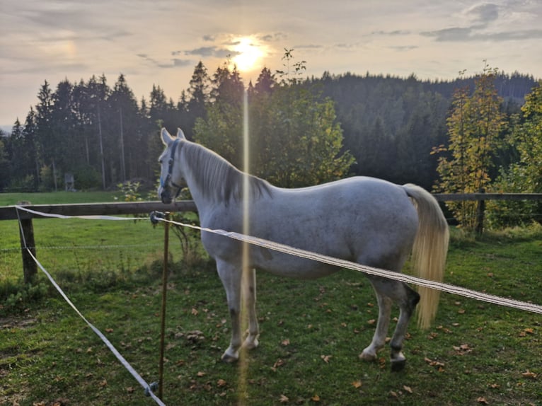 Quarab Merrie 12 Jaar 147 cm Schimmel in Aurolzmünster
