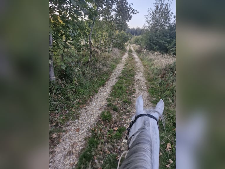 Quarab Merrie 12 Jaar 147 cm Schimmel in Aurolzmünster