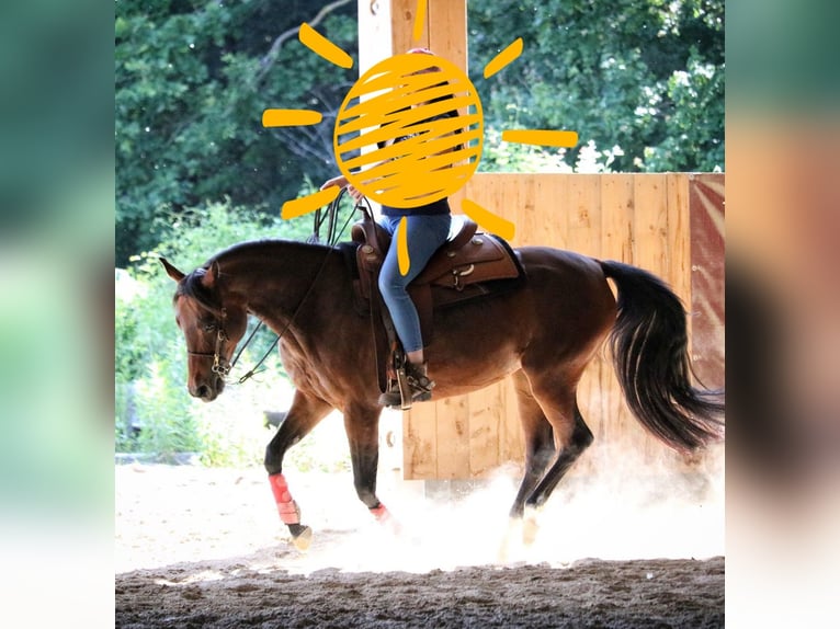 Quarab Merrie 12 Jaar 155 cm Donkerbruin in Kleinzell